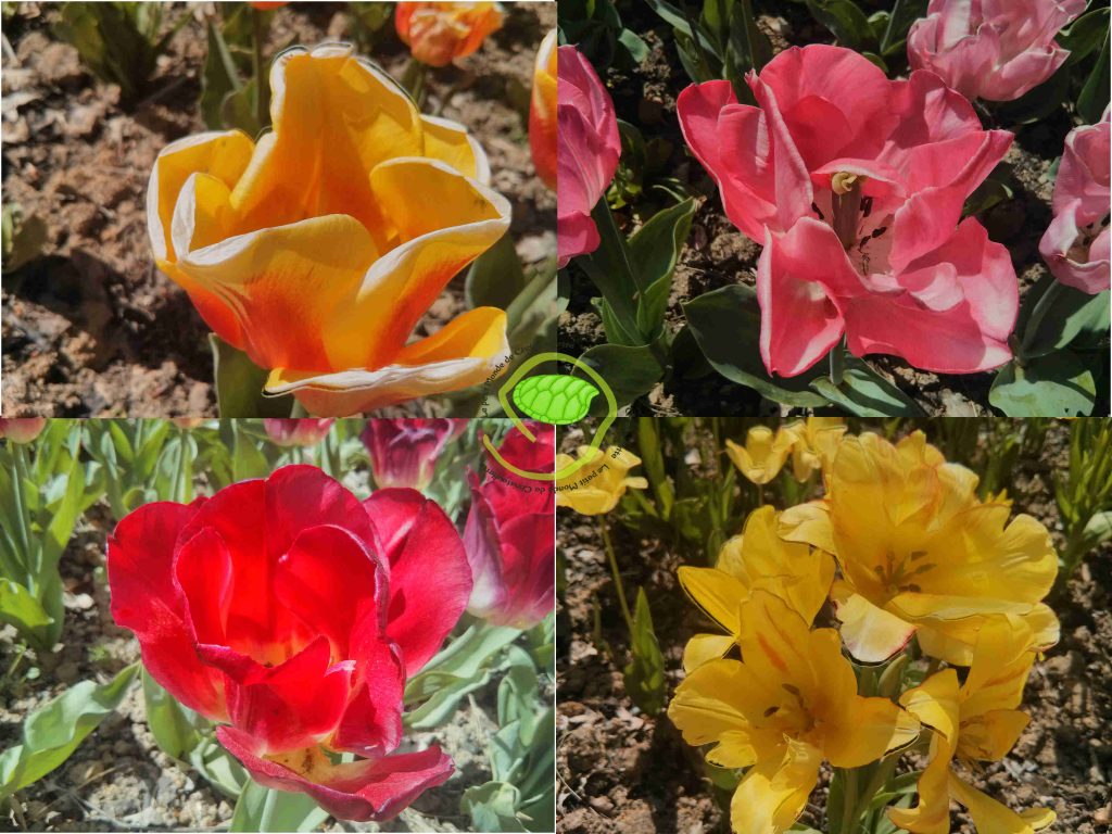 Tulipes 3