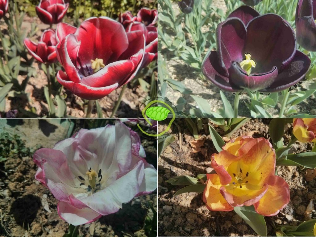 Tulipes 4