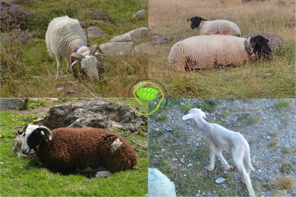 les moutons